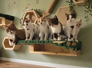 BKH Britisch Kurzhaar Kitten selten 