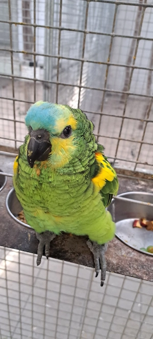Gelbflügelblaustirnamazonen