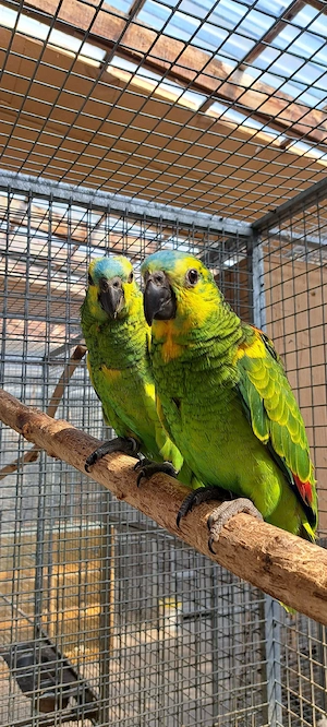 Gelbflügelblaustirnamazonen 