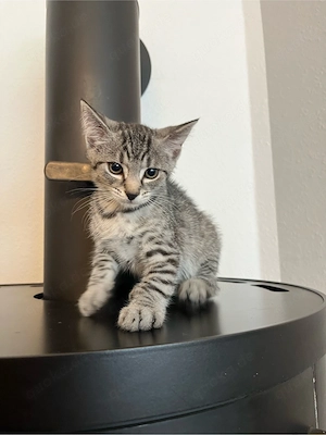 3 kitten sind noch da 