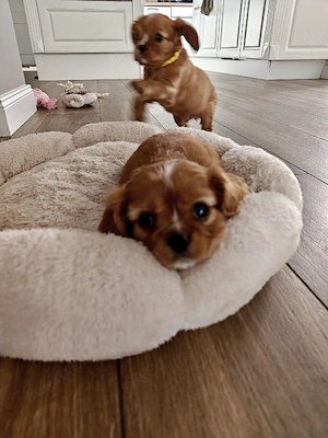 Cavalier King Charles