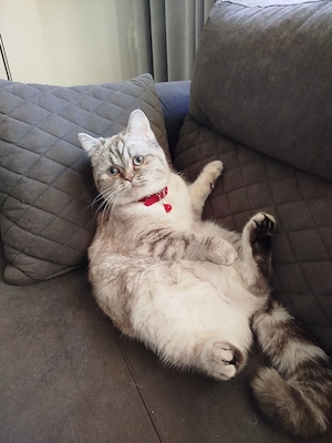 Süße Katze sucht liebevolles Zuhause
