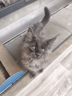 Maine Coon Reinrassig 
