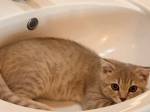 süße kitten ab sofort abzugeben 