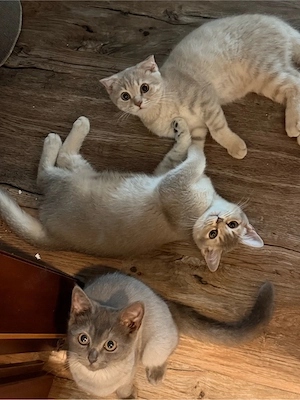 süße kitten ab sofort abzugeben   