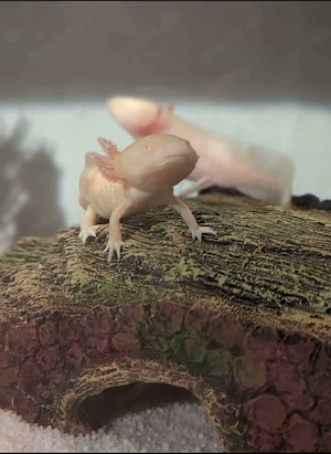 Axolotl abzugeben Bild 2