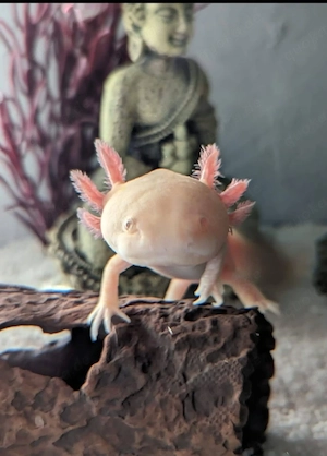 Axolotl abzugeben