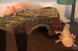Axolotl abzugeben Bild 3