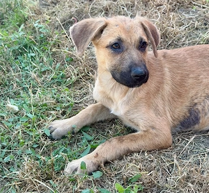 Nala, zzt. in Ungarn, ist ein typischer Welpe. Verspielt, lustig, gut drauf, freundlich
