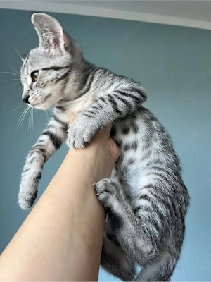noch 3 kitten da 