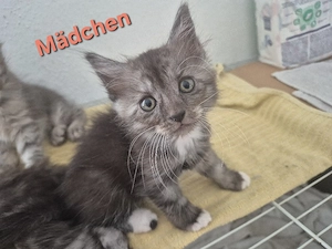 Maine Coon Mix