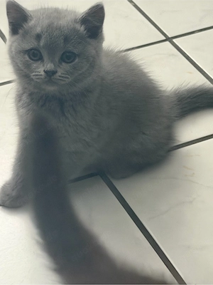 Reinrassige Bkh Kitten 
