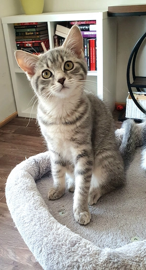 Schönen Bube