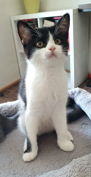 Kleines Mädchen 