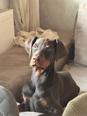 Dobermannrüde sucht ein neues Zuhause