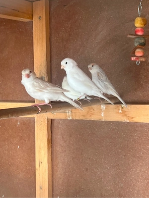 kanarien vögel abzugeben