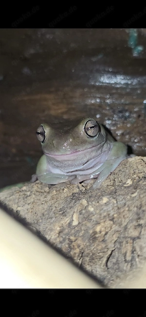 Zu verschenken 1.0 Korallenfinger-laubfrosch 
