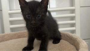 verkaufe 5 wunderschönen Katzen, 5 Jungs sind 2 Monate alt