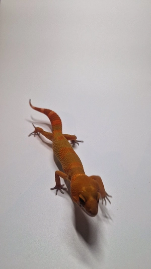 1.0 Mandarin Tangerine NDBE