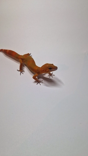 1.0 Mandarin Tangerine NDBE