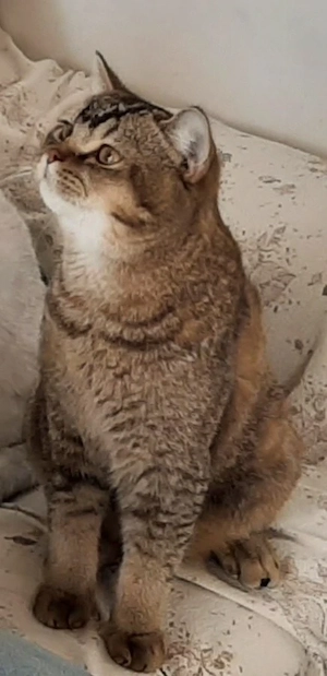 Liebevoller Kater 2 Jahre sucht ein neues Zuhause  Bild 3