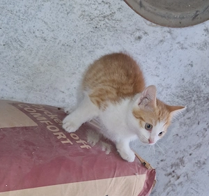 Maikatze weiß rot Kater