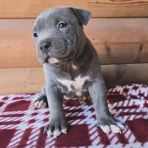 Blue American Pit Bull Terrier-Welpe