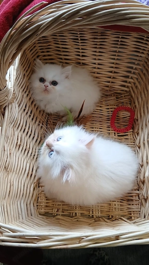  Perser Kitten geimpft, gechipt  Bild 9