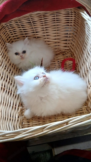  Perser Kitten geimpft, gechipt  Bild 6