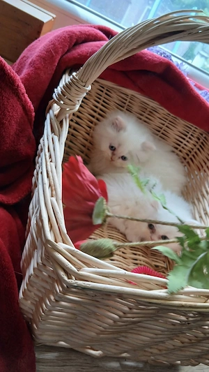 Perser Kitten geimpft, gechipt  Bild 8