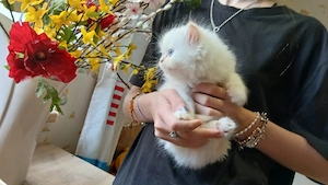  Perser Kitten geimpft, gechipt  Bild 4