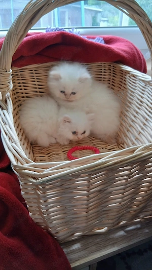  Perser Kitten geimpft, gechipt  Bild 7