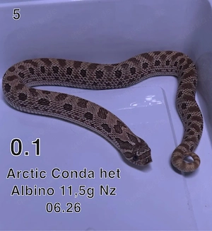 Heterodon nasicus, Hakennasennattern