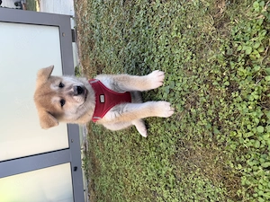 Akita Inu Welpen suchen Neues Zuhause 