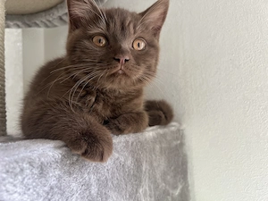 Nur noch ein BKH Kitten, Junge in chocolate mit Stammbaum, Abgabebereit