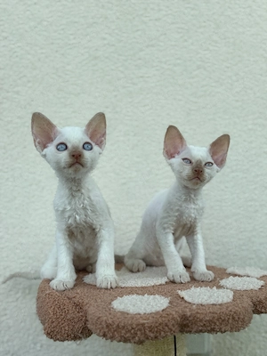 Unsere kleinen Devon Rex Schätze suchen ihre Familien