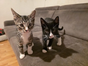 Schwarz weißer Kater suchen für immer zu Hause 
