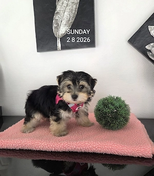 Morkie  Malteser-Yorkshire Hündin  Chip