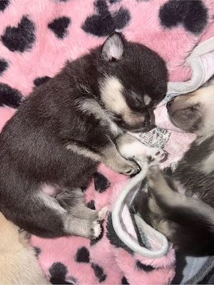 Pomchi-Welpen