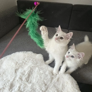 Kitten Türkisch Angora Ragdoll Mix