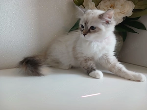 Ragdoll Kitten suchen ihr neues Zuhause   sofort auszugsbereit