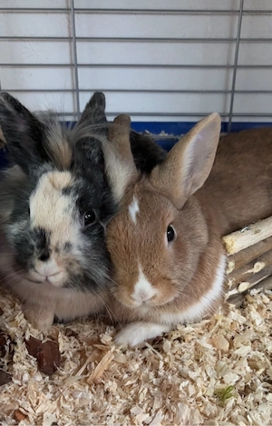 Zwergkaninchen