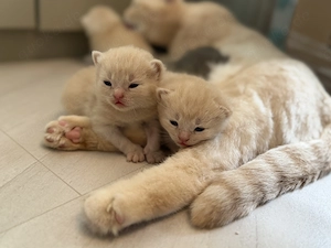 BKH kitten 