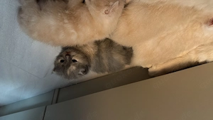 BKH kitten