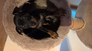  Zwergpinscher  Prager Rattler mix