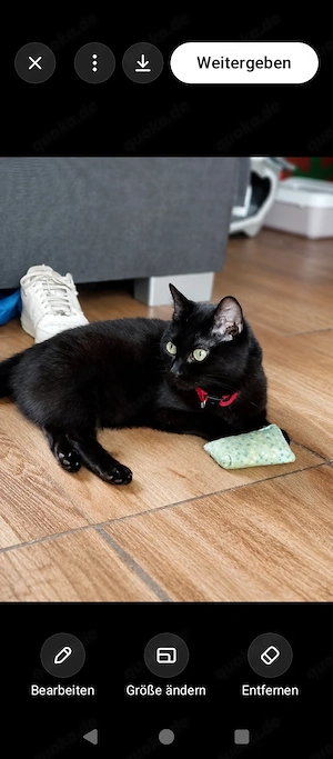 Urlaubsbetreuung für meine 13-jährige Katze gesucht   