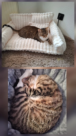 Bengal Mix 2 Jahre alt kastriert geimpft gechipt