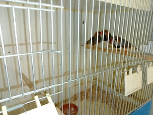 Schauzebrafinken 