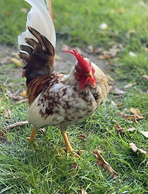 Serama Hahn abzugeben