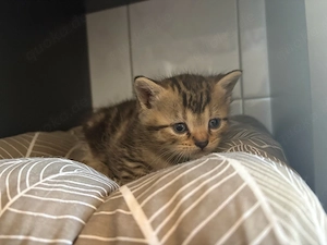 Süße Europäisch Kurzhaar (EKH) Kitten suchen ein liebevolles Zuhause 